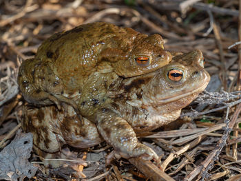 Close-up of frog on field