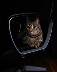 Cat lying on an office chair, studio image, dark mood