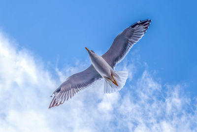 Low angle view of seagulls flying in sky