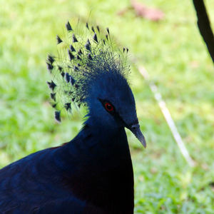 Close-up of peacock