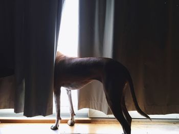 Dog standing amidst curtain at home