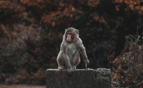 Portrait of monkey sitting on rock against wall