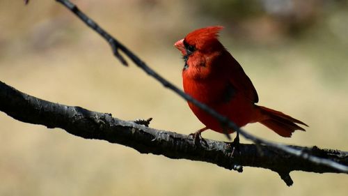 Close-up of bird perching on branch