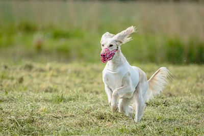 Saluki dog in white shirt running and chasing lure in the field on coursing competition