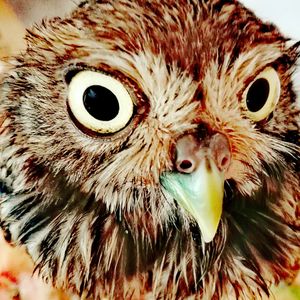 Close-up portrait of owl