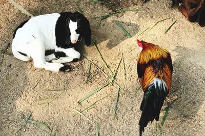 Close-up of rooster