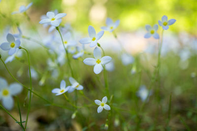 Close-up of flowers blooming outdoors