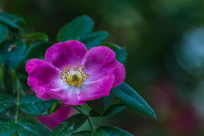 Close-up of pink flower blooming outdoors