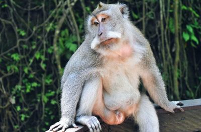 Close-up of monkey sitting on railing against trees at zoo