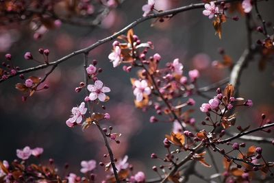 Close-up of pink flowers on branch