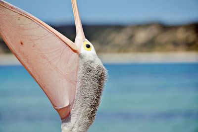 Posing pelican