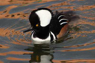 Close-up of duck swimming on lake