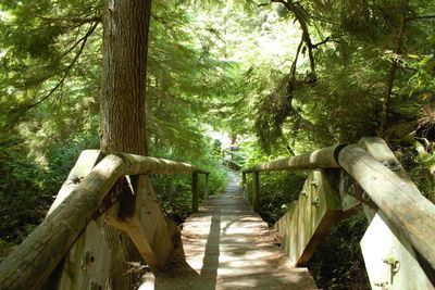 Empty walkway in forest
