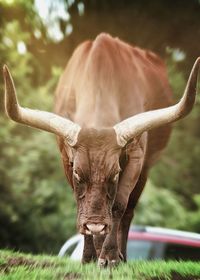 Close-up portrait of horse on field