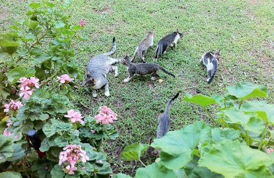 High angle view of birds in park