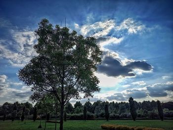 Trees on field against sky