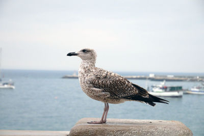 Close-up of seagull perching on retaining wall by sea against sky