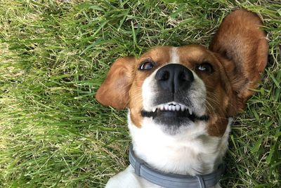 High angle portrait of a dog on field