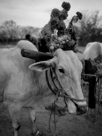 Close-up of two cows on field