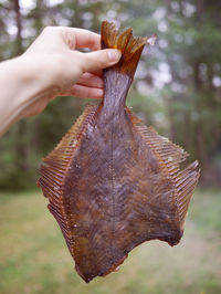 Close-up of hand holding fish