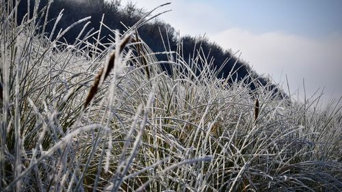 Close-up of plant growing on field against sky