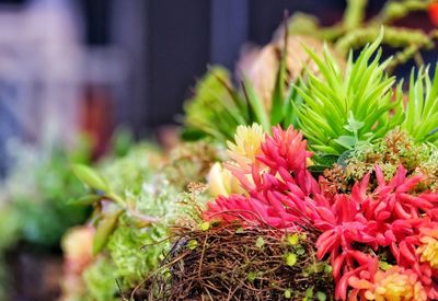 Close-up of flowers against blurred background