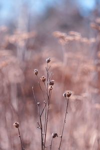 Close-up of dried plant on field