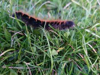 Close-up of butterfly on grass