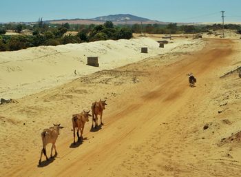 Cow standing on landscape