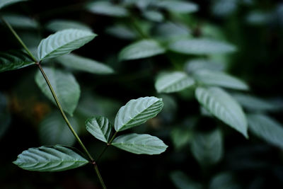 Close-up of green leaves on plant