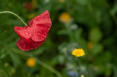 Close-up of wet red rose flower