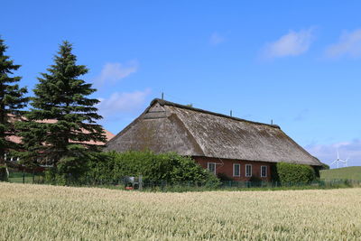 Thatched cottage with land in the cornfield in the summer in northern germany behind the dike