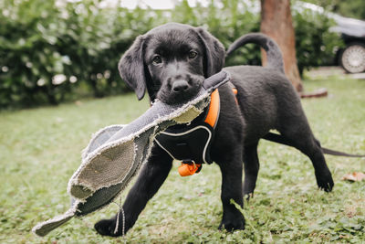 Portrait of cute puppy standing on field