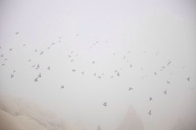 large group of animals