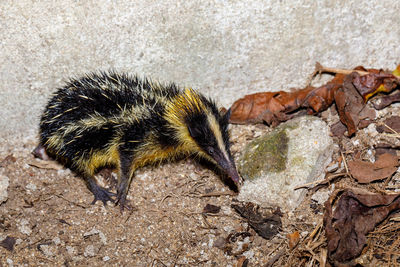 Close-up of a bird