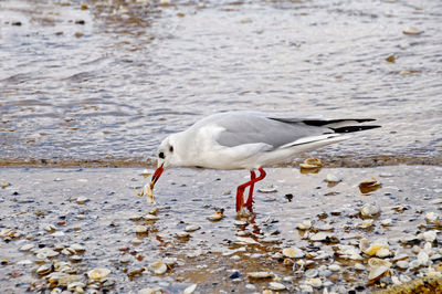 Seagull on a lake