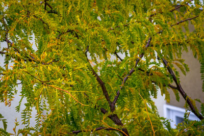 Trees growing on branch