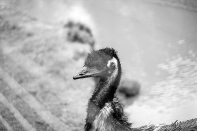 Close-up of a bird