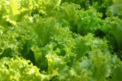 Green leaves of salad on a garden bed close up.