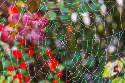 Close-up of spider on web