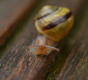 snails and slugs