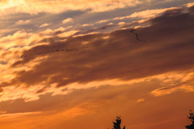 Low angle view of silhouette birds flying against orange sky