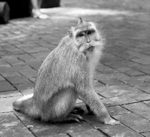 Portrait of lion sitting on footpath