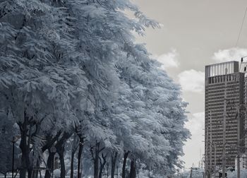 Trees in city against sky