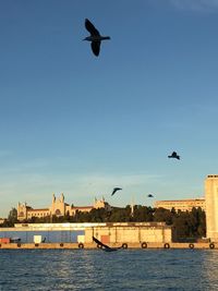 Seagull flying over sea against sky