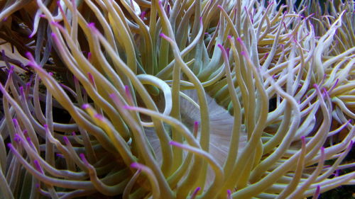 Close-up of jellyfish swimming in sea