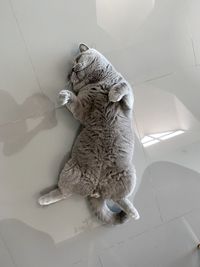 High angle view of tabby sitting on tiled floor