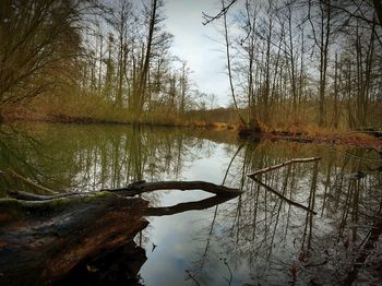 Reflection of trees in lake