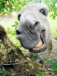 Close-up of donkey