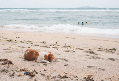 View of sheep on beach